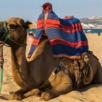 camel, dromedary, beach-2773110.jpg